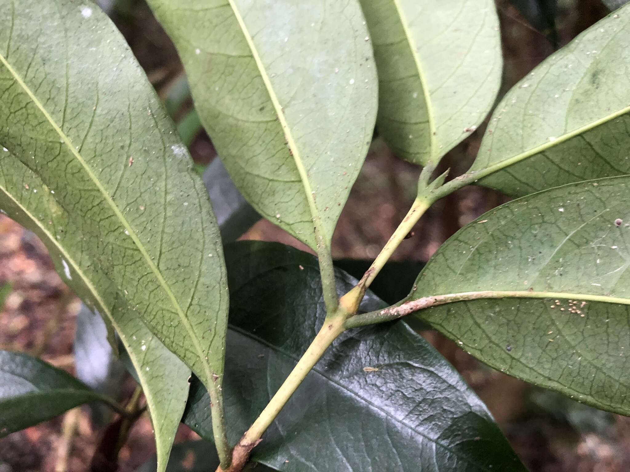 Image of Diplospora dubia (Lindl.) Masam.