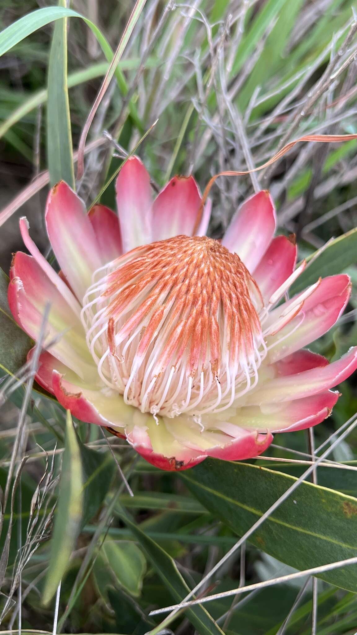 Image of Protea simplex E. Phillips