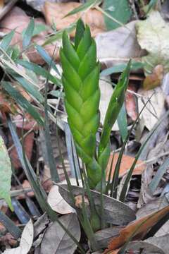 Tillandsia flavobracteata Matuda resmi