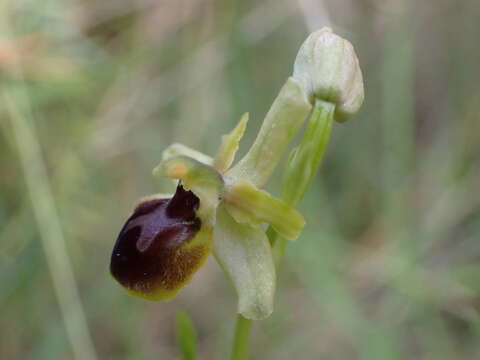 Image of Ophrys sphegodes subsp. araneola (Rchb.) M. Laínz