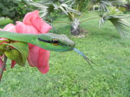 Image of Leptophis ahaetulla occidentalis (Günther 1859)