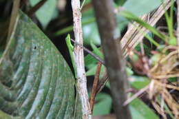 Image of Boulenger's Green Anole