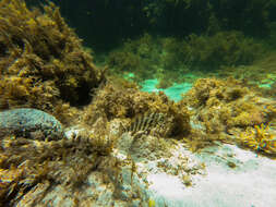 Image of Redlip morwong