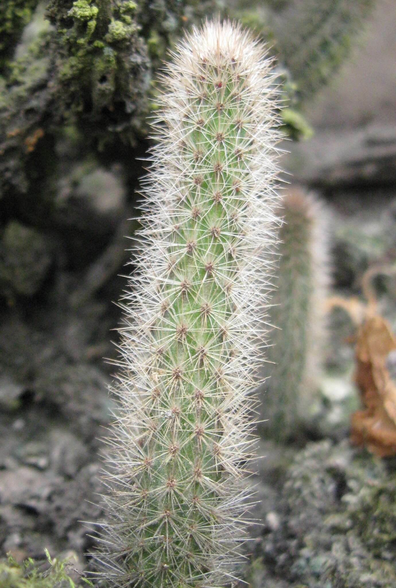 صورة Corryocactus apiciflorus (Vaupel) Hutchison