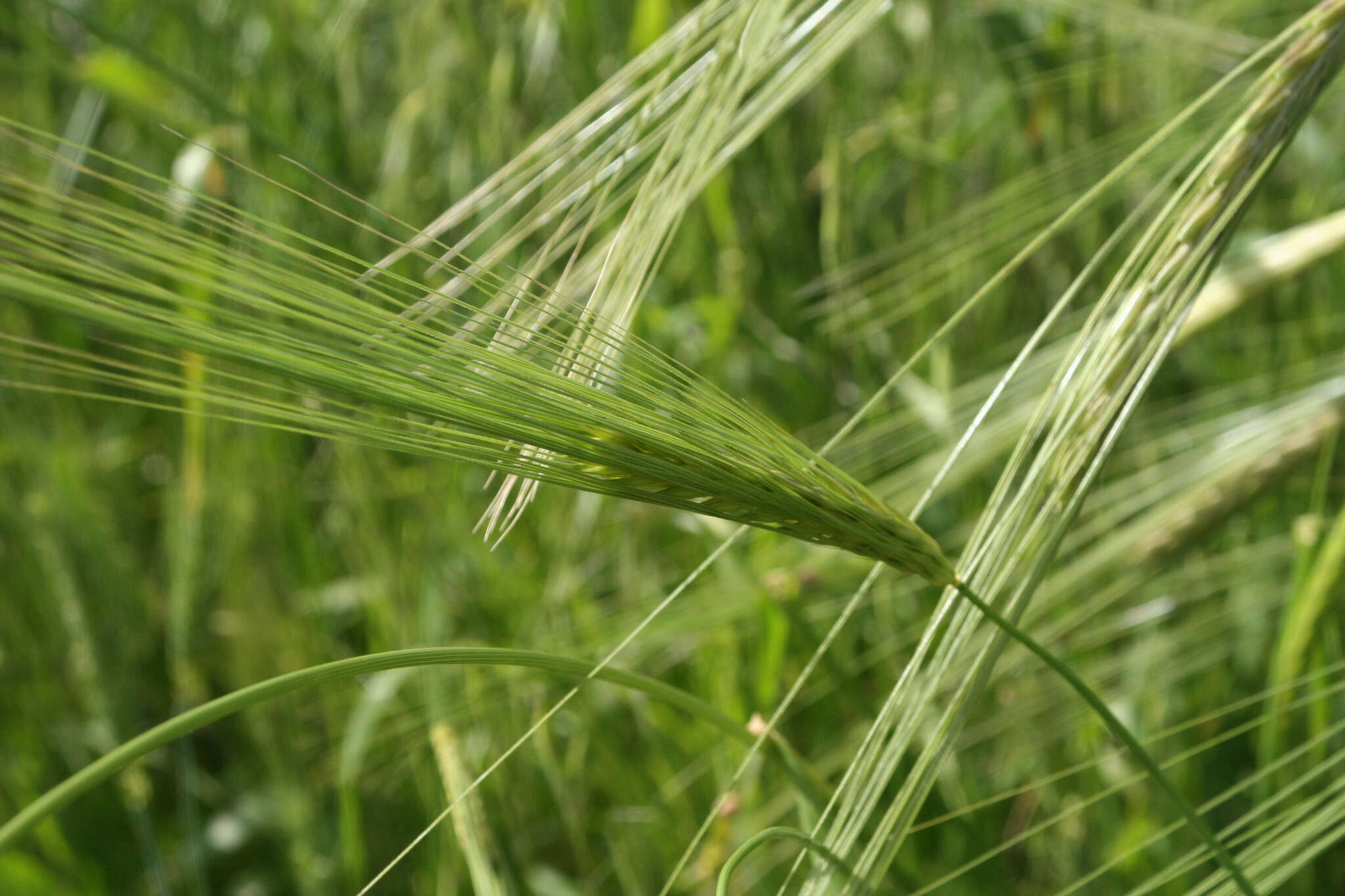 Image of spontaneous barley