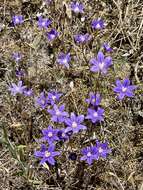 Image of starflower brodiaea