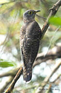 Image of Indian Cuckoo