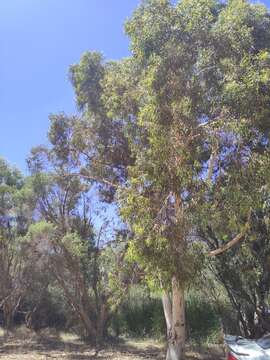 Image of Eucalyptus laeliae Podger & Chippendale