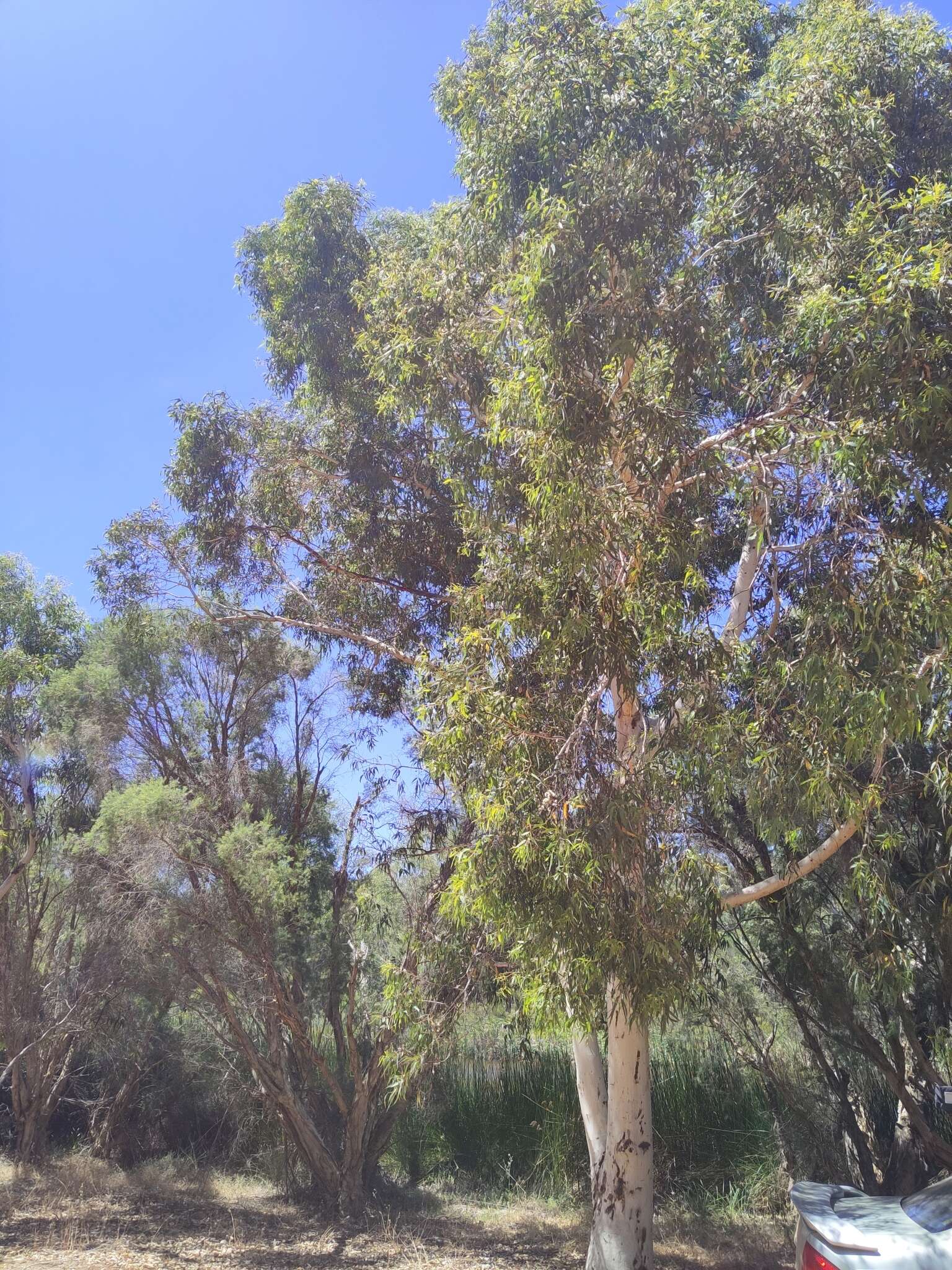 Image of Eucalyptus laeliae Podger & Chippendale