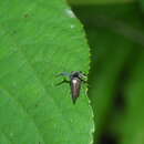 Image of Elaphiceps cervus Buckton