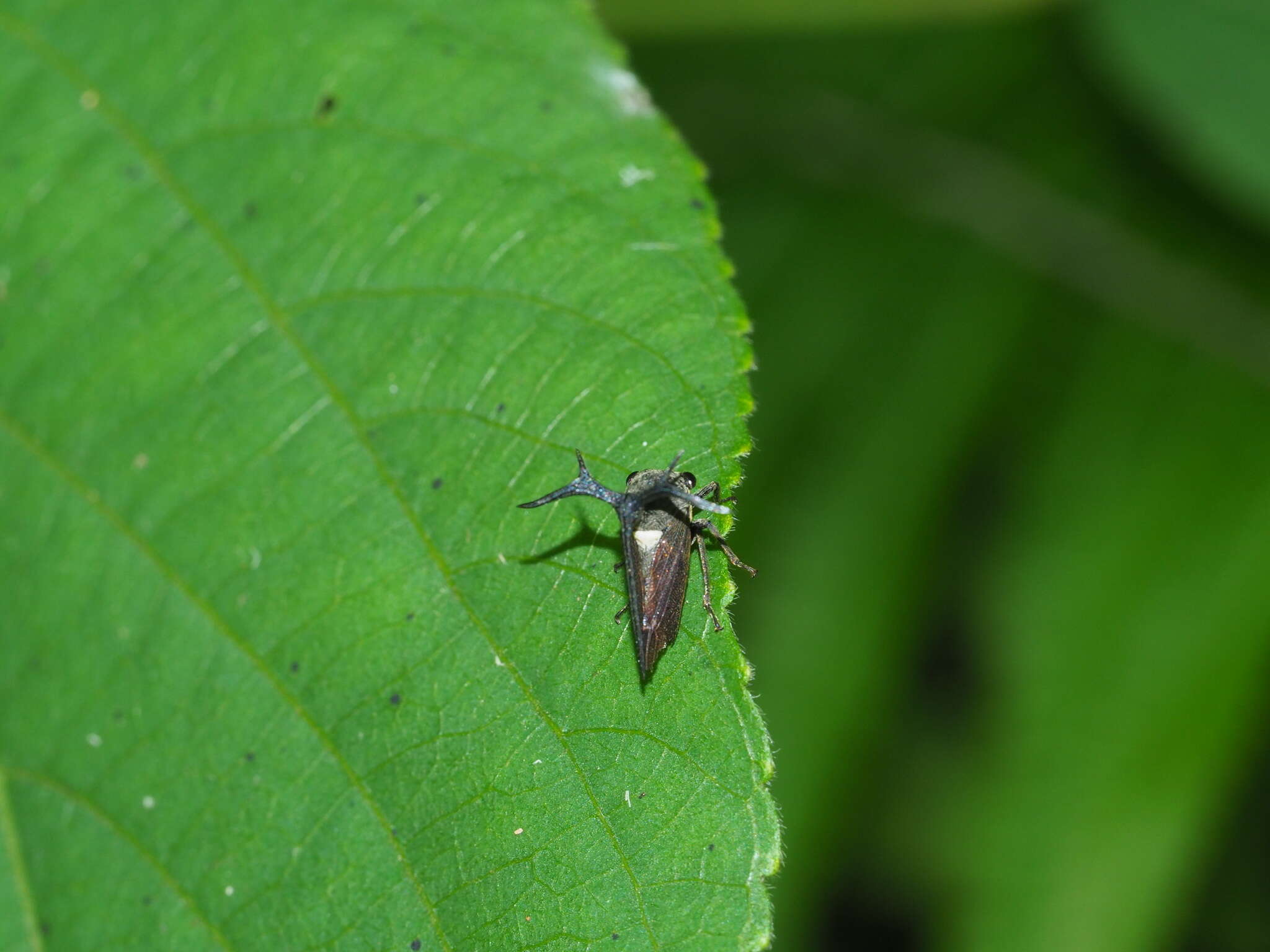 Imagem de Elaphiceps cervus Buckton