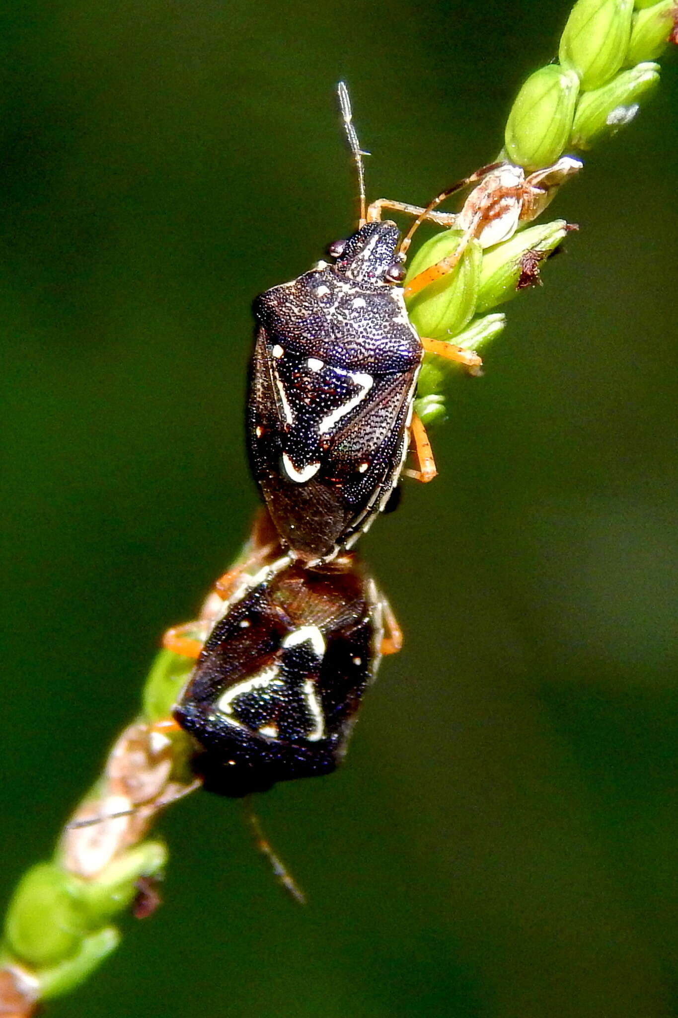 Image of Mormidea (Mormidea) pama Rolston 1978