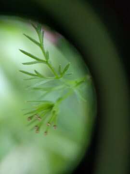 Imagem de Scandix pecten-veneris L.