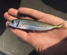 Image of Jack Mackerel