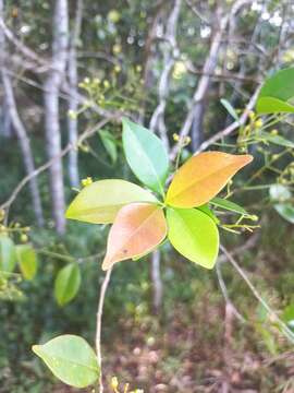 Myrcia multiflora (Lamarck) DC. resmi