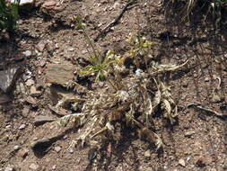 Image of Pelargonium aciculatum E. M. Marais