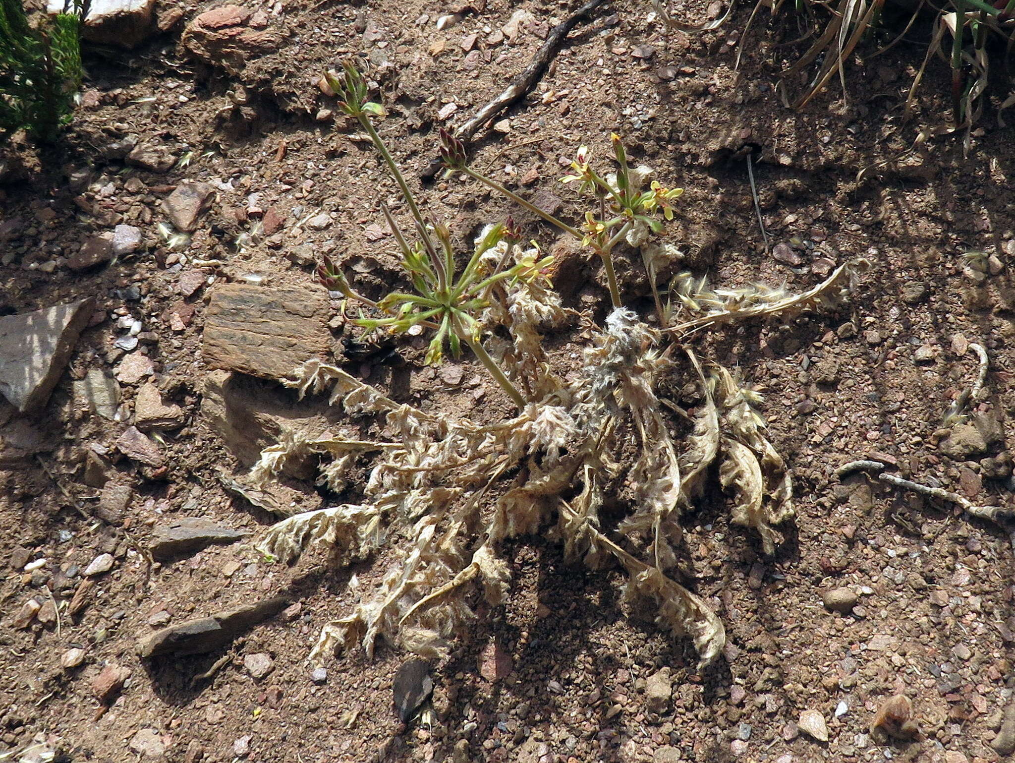 Image of Pelargonium aciculatum E. M. Marais