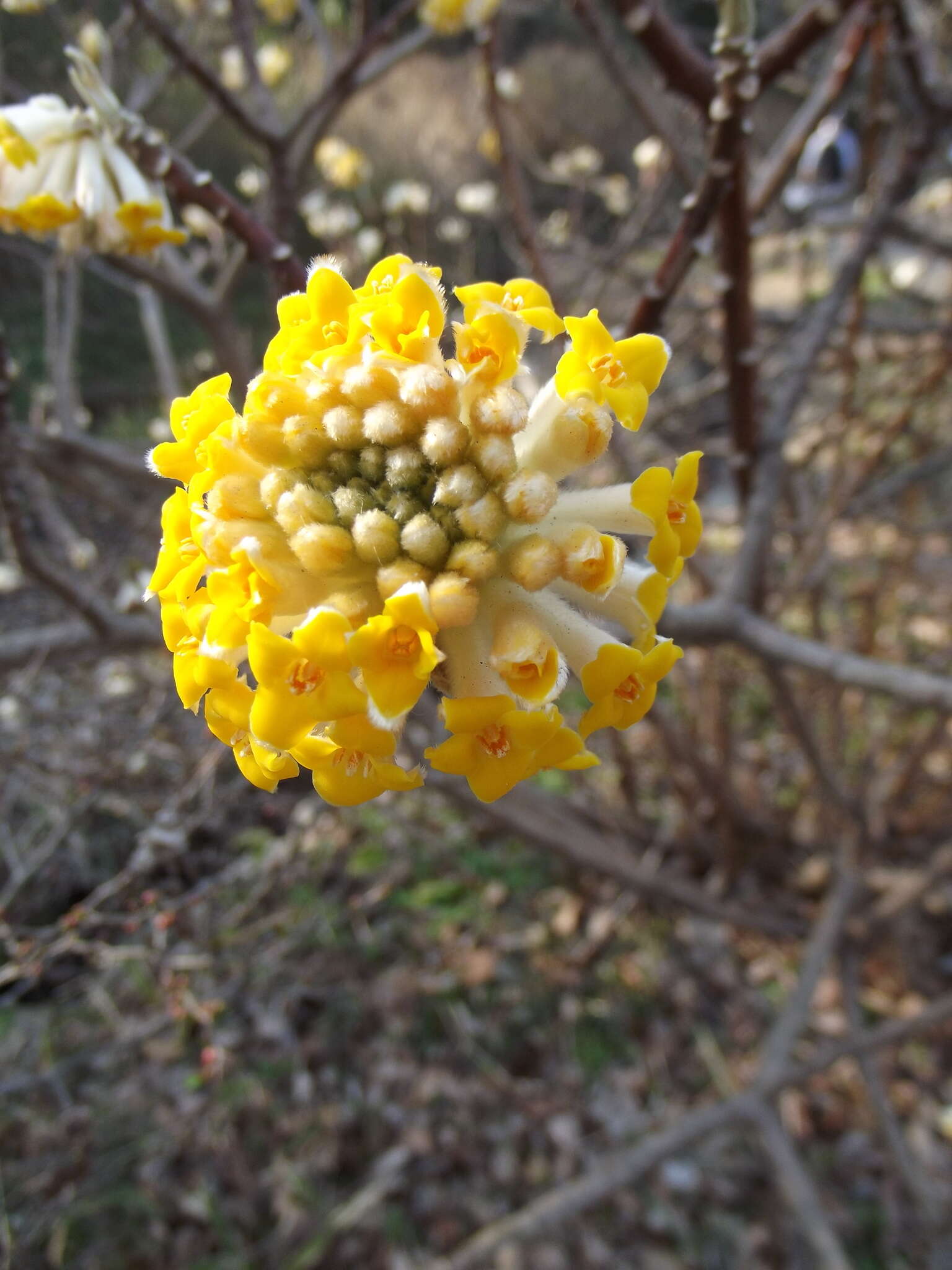 Plancia ëd Edgeworthia chrysantha Lindl.