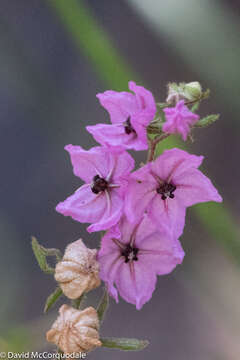 Image of Thomasia angustifolia Steud.