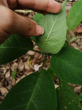 Image de Brugmansia insignis (Barb-Rodr.) T. E. Lockwood ex E. Wade Davis