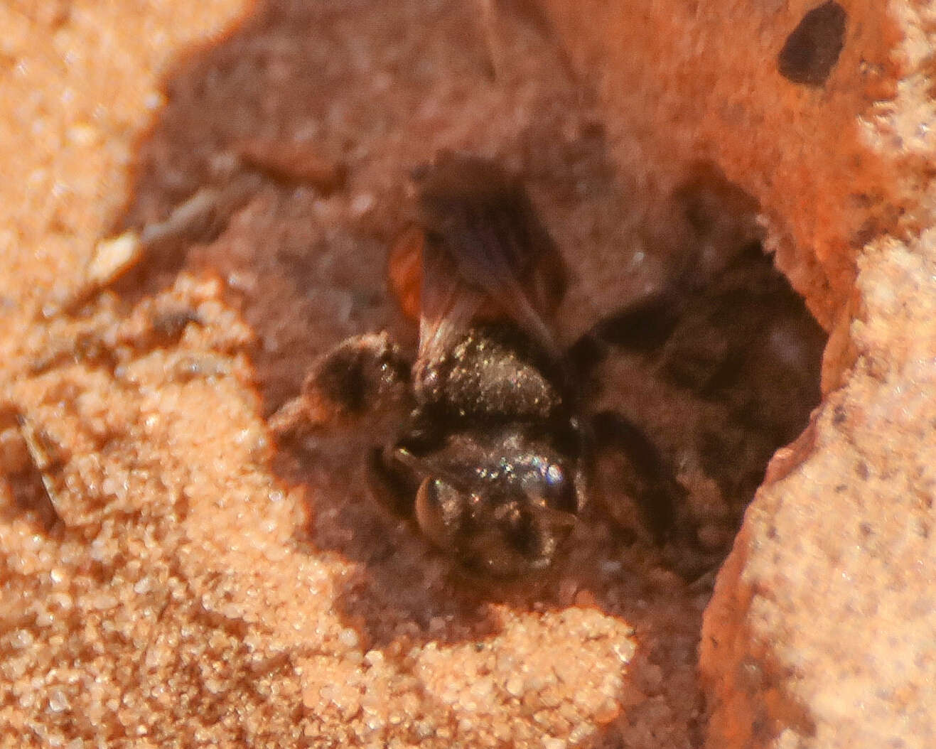 Image of Andrena prima Casad 1896