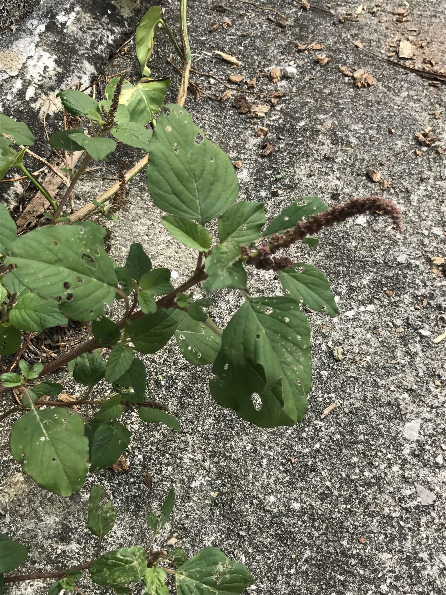 Imagem de Amaranthus viridis L.