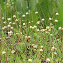 Image de Trifolium longipes subsp. longipes