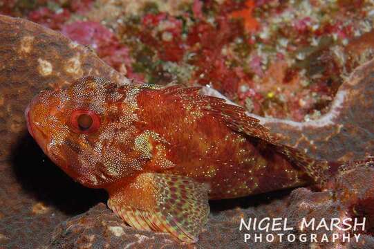 Image of Dark-spotted scorpionfish