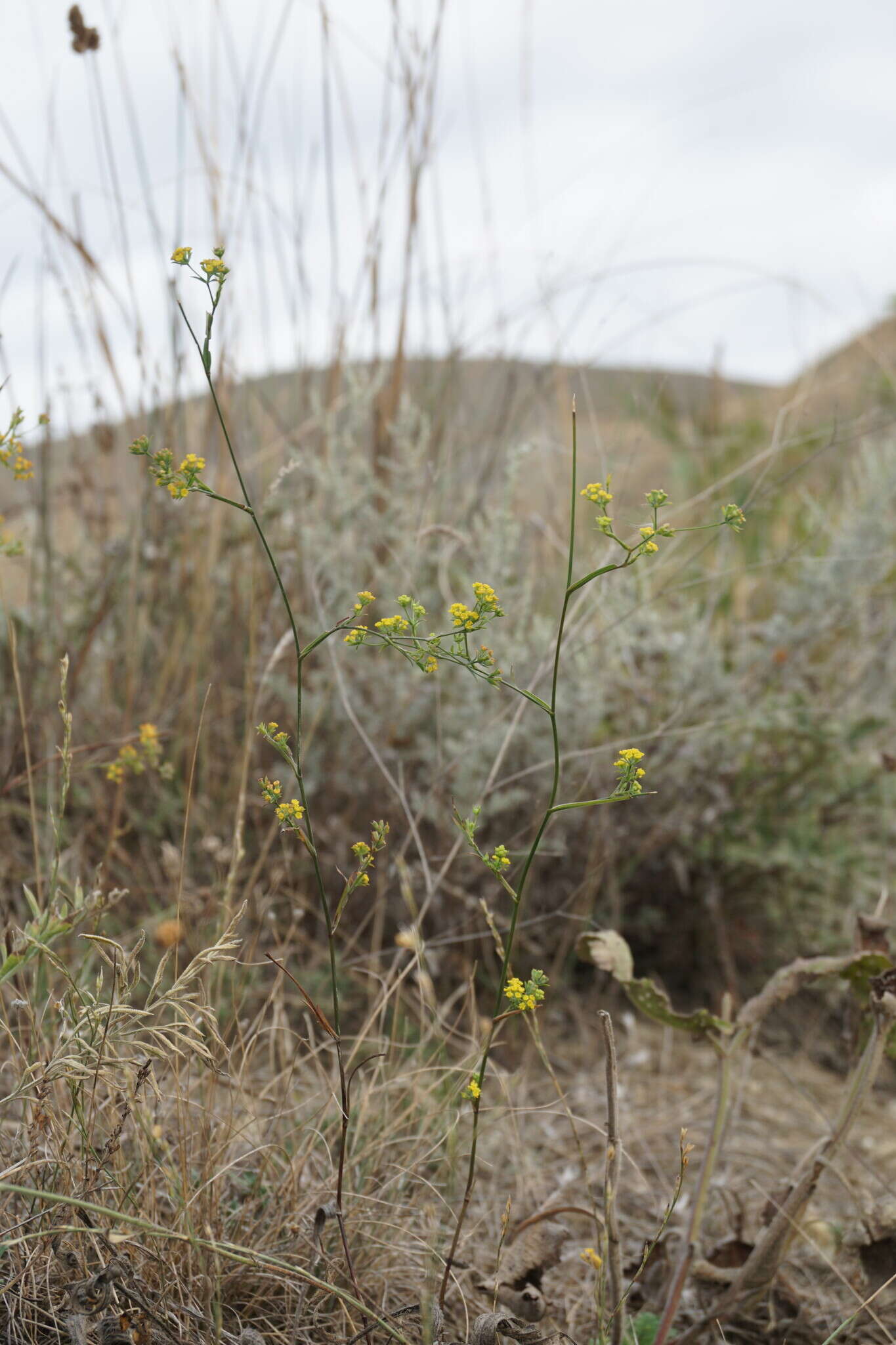 Bupleurum brachiatum C. Koch ex Boiss. resmi