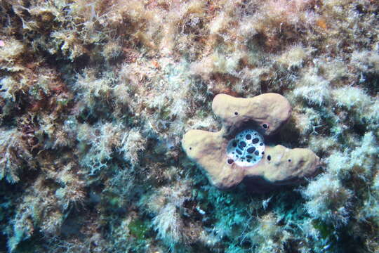 Image of Swiss cow nudibranch