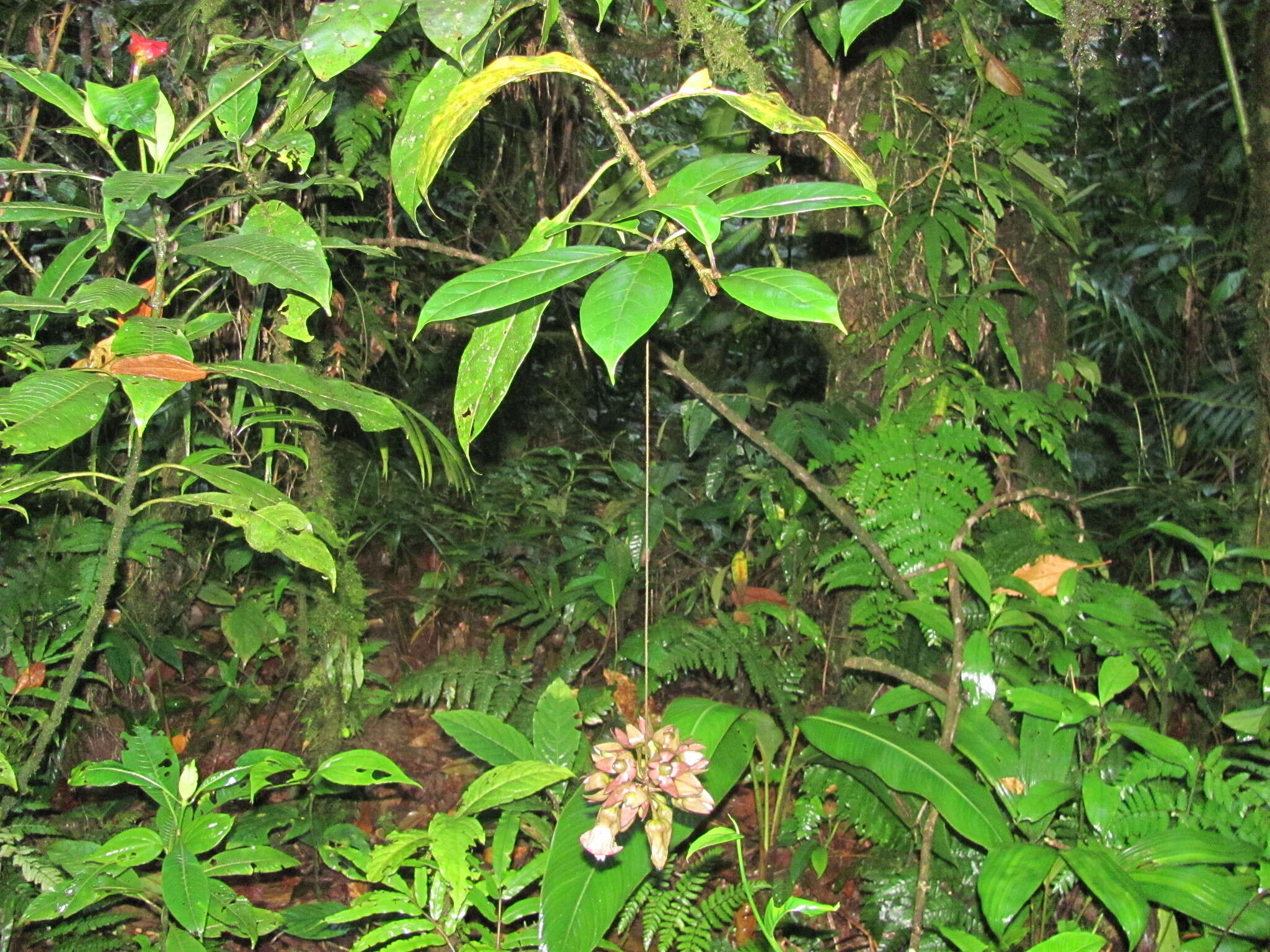 Image of Merinthopodium neuranthum J. D. Sm.