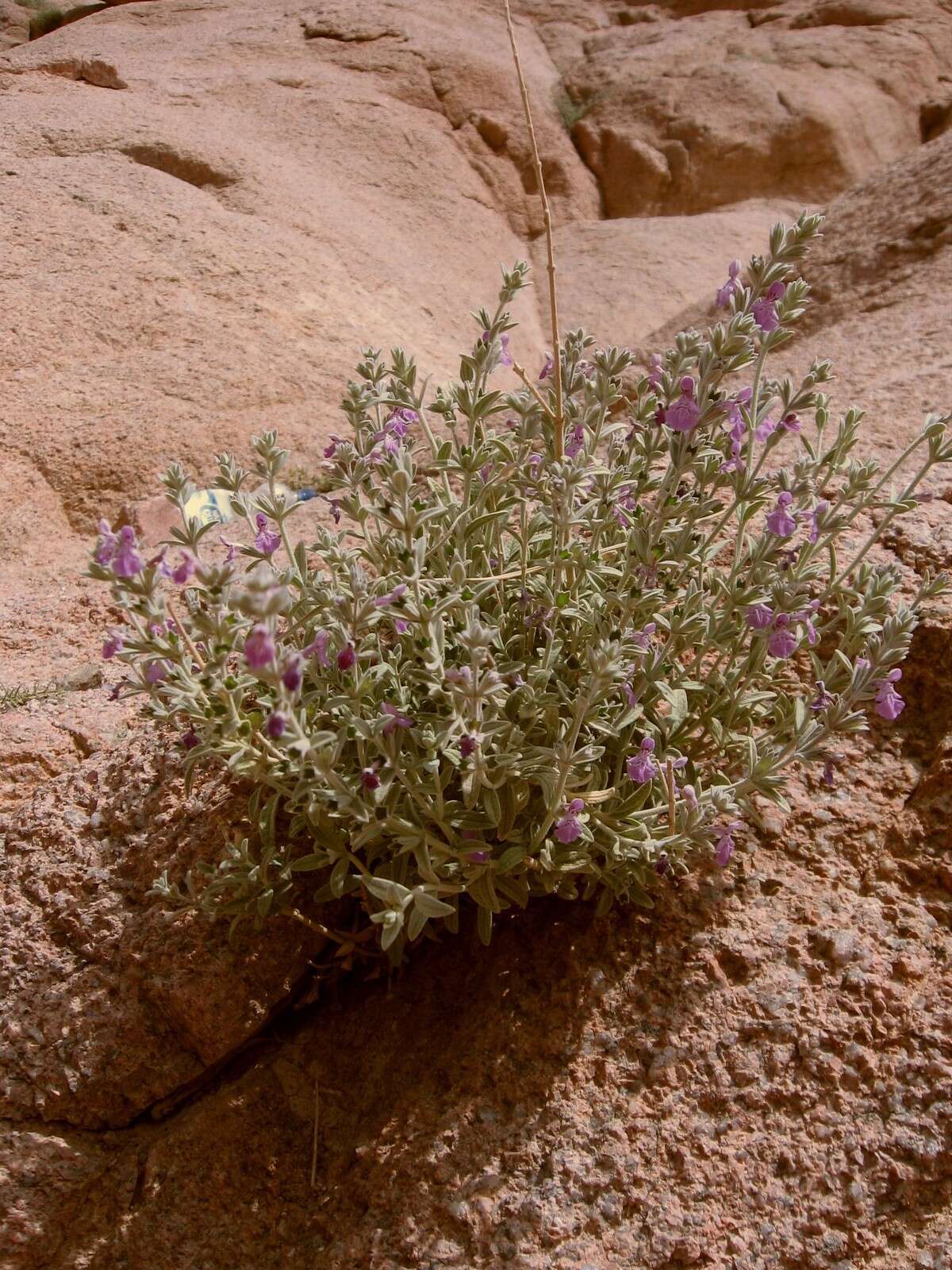 Imagem de Stachys aegyptiaca Pers.