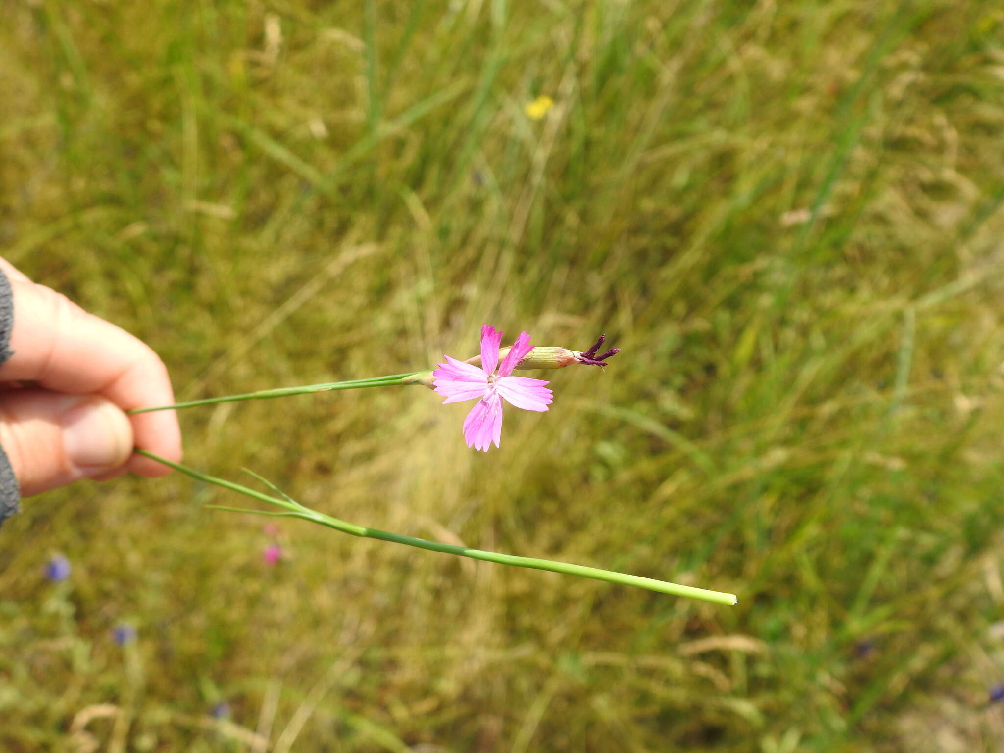 صورة Dianthus borbasii Vandas