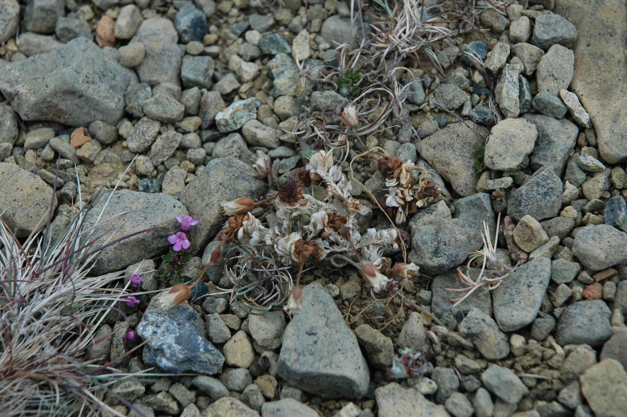 Plancia ëd <i>Cerastium <i>nigrescens</i></i> var. nigrescens