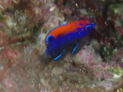 Image of Galapagos ringtail damselfish