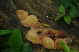 Image of Auricularia delicata (Mont. ex Fr.) Henn. 1893