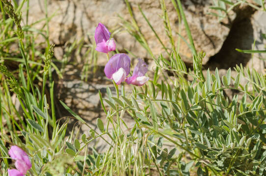 Imagem de Lathyrus brachycalyx Rydb.