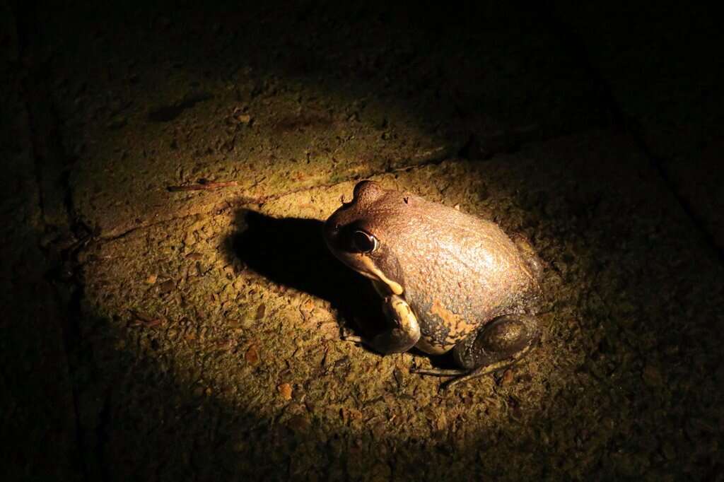 Imagem de Limnodynastes terraereginae Fry 1915