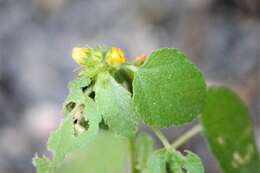 Image of Texas Indian mallow