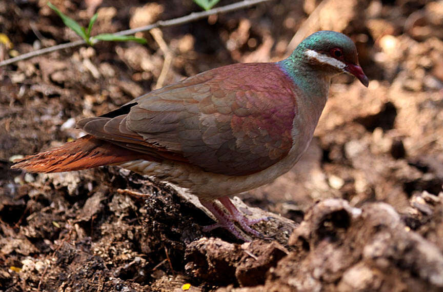 Image of Key West Quail-Dove