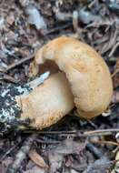 Image of Tricholoma populinum J. E. Lange 1933