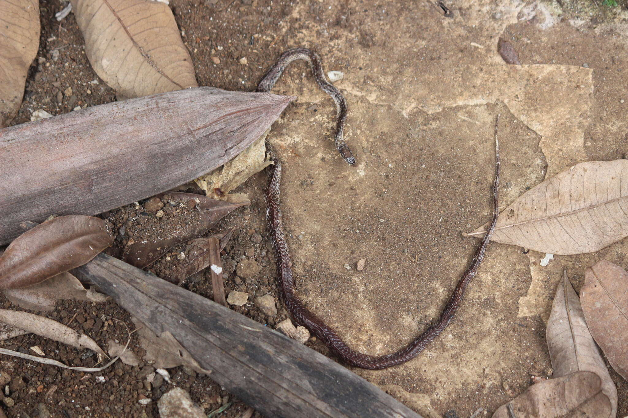 Imagem de Lycodon capucinus H. Boie ex F. Boie 1827