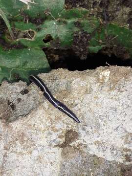 Image of Blue garden flatworm