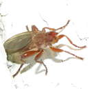 Image of Lutomyia spurca Aldrich 1922