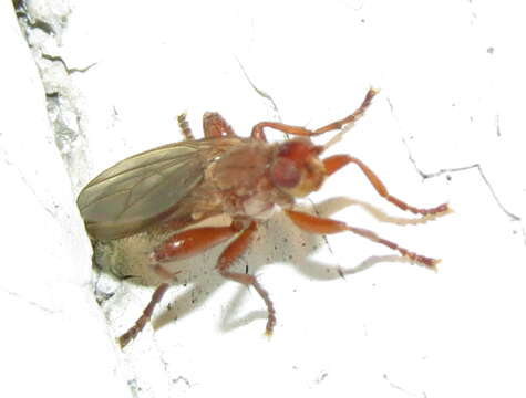 Image of Lutomyia