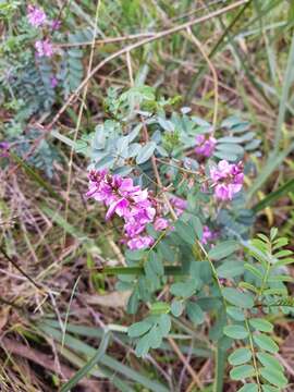 Слика од Indigofera australis Willd.