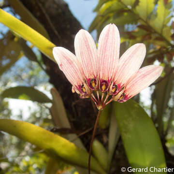 Image of Bulbophyllum lepidum (Blume) J. J. Sm.