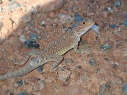 Image of Saltpan Ground-dragon