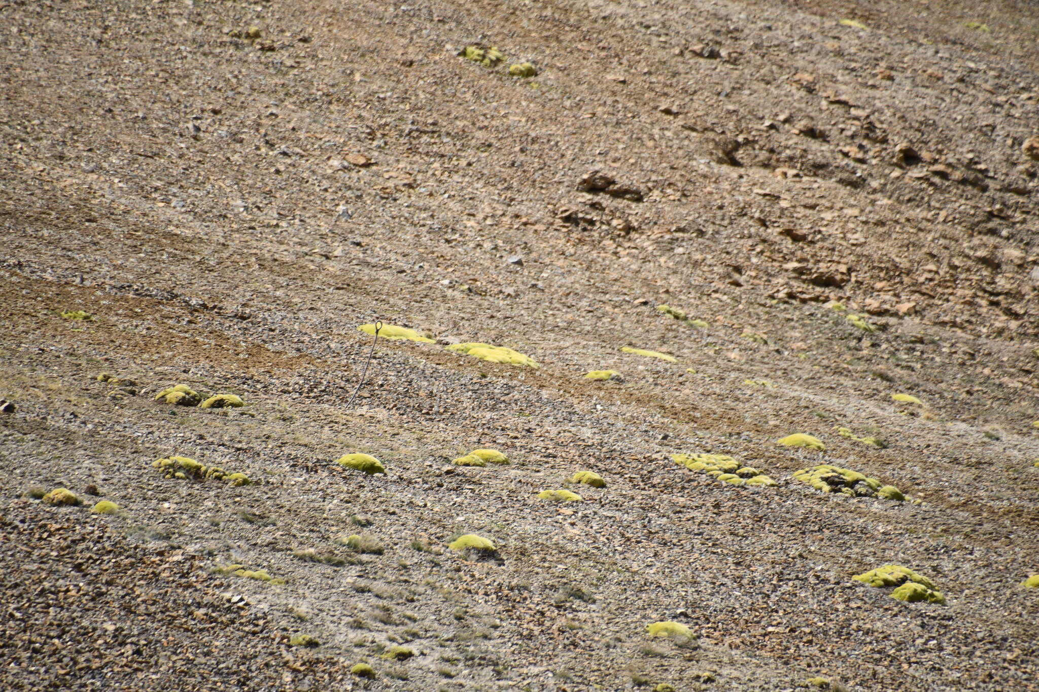 Image of Golden Alpine Sandwort