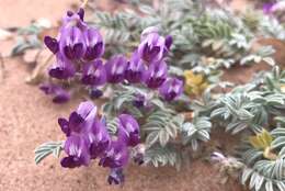 Image of rimrock milkvetch